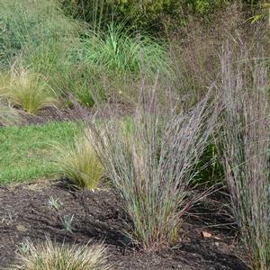 Schizachyrium scoparium Blue Heaven&trade;
