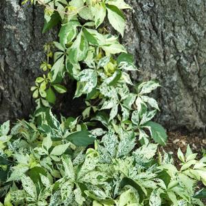 Parthenocissus quinquefolia Variegata
