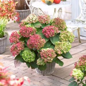 Hydrangea macrophylla Magical&reg; Amethyst&trade;