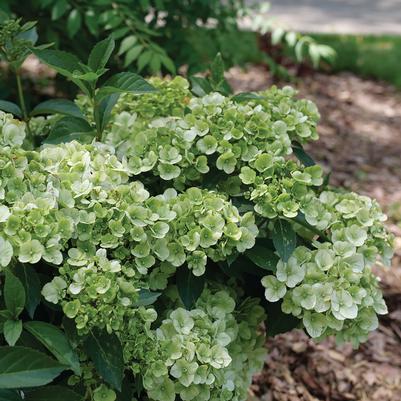 Hydrangea Fairytrail Fresco&reg;