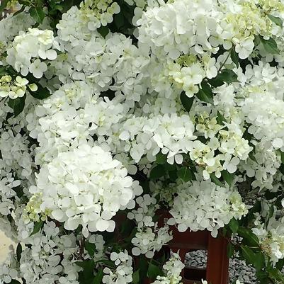 Hydrangea Fairytrail White&reg;