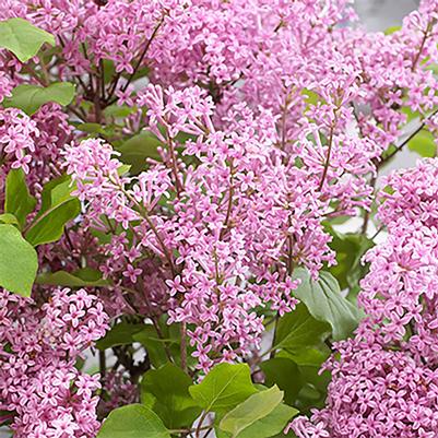 Syringa meyeri Flowerfesta&reg; Pink