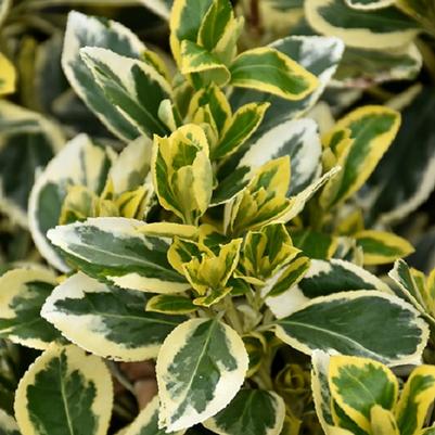 Euonymus japonicus Chollipo