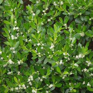 Ilex glabra Compacta