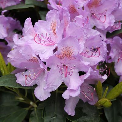 Rhododendron catawbiense Grandiflorum