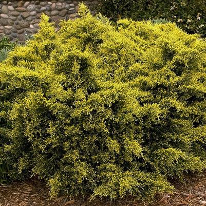 Juniperus chinensis Sea Of Gold