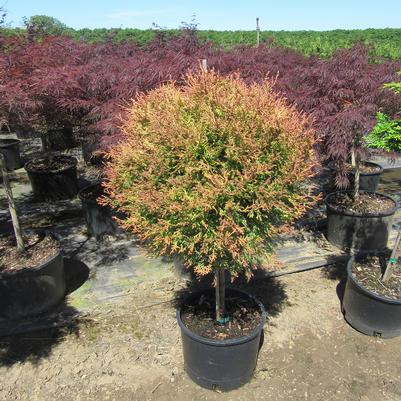 Thuja occidentalis Fire Chief&trade; - Standard