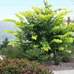 Cercis canadensis Hearts of Gold