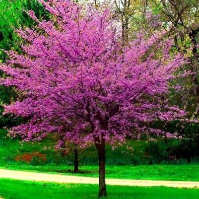 Cercis canadensis Oklahoma