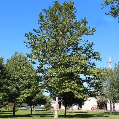 Platanus occidentalis 