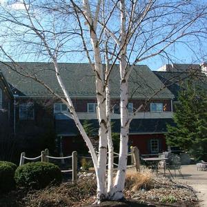 Betula Avalanche&reg;