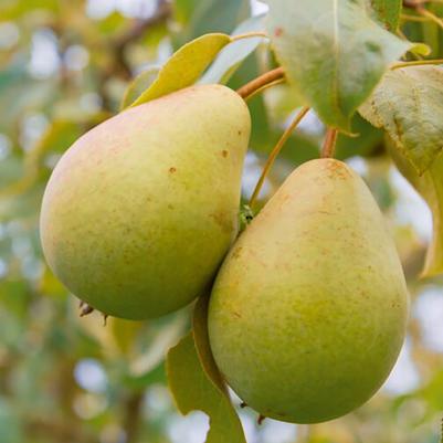 Pyrus communis Harovin Beauty