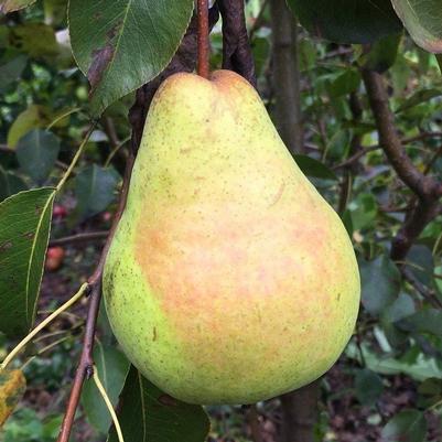 Pyrus communis Harrow Crisp