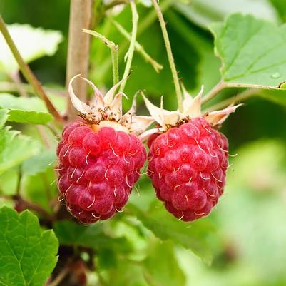 Rubus idaeus Vintage