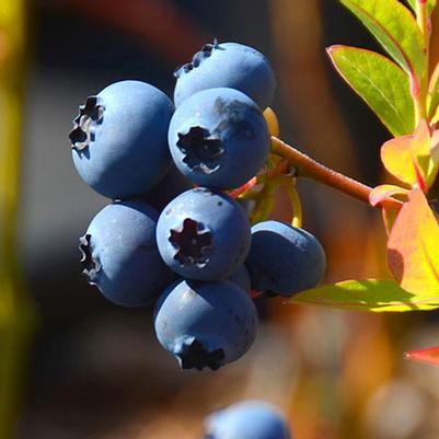 Vaccinium corymbosum Reka