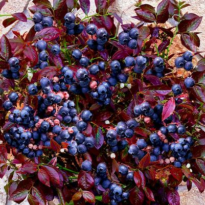 Vaccinium corymbosum Cabernet Splash™