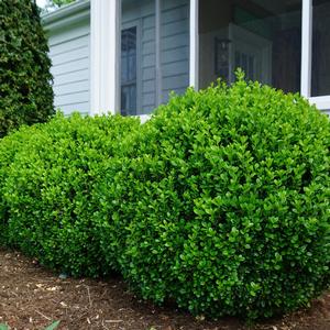 Buxus NewGen Freedom&reg;