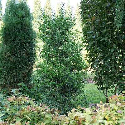 Ilex glabra Squeeze Box™