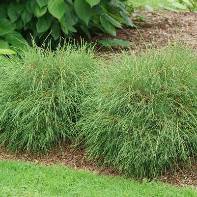 Thuja occidentalis Whip It Good®