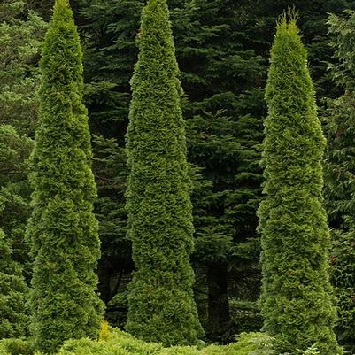 Thuja occidentalis Skywalker™