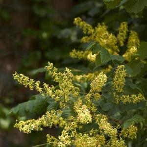 Koelreuteria paniculata 