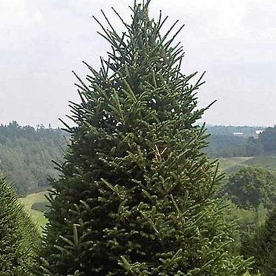 Abies fraseri Richland