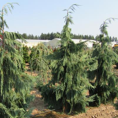 Chamaecyparis nootkatensis Glauca