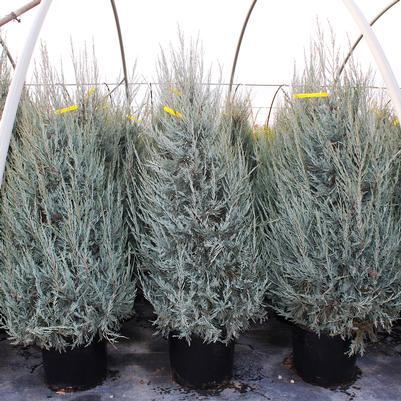 Juniperus scopulorum Blue Haven