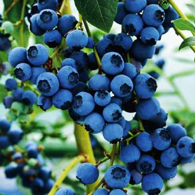 Vaccinium corymbosum Blue Crop