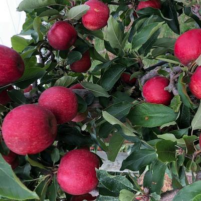 Malus x domestica Alvina Gala