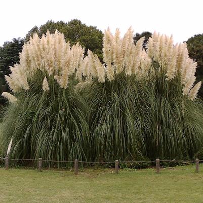 Cortaderia selloana Pumila
