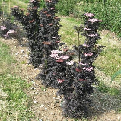 Sambucus nigra Laced Up&reg;