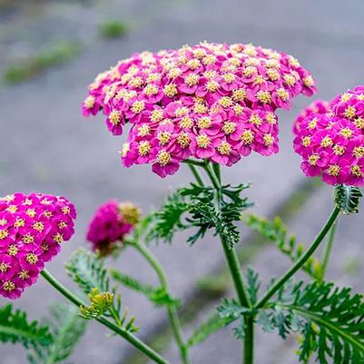 Achillea millefolium Skysail Bright Pink