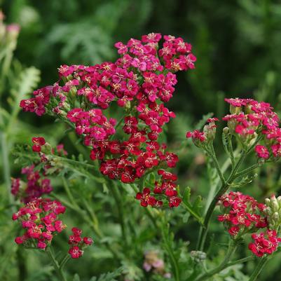 Achillea millefolium New Vintage™ Red