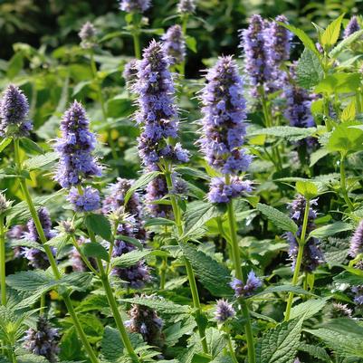 Agastache Blue Fortune