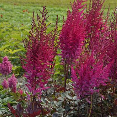 Astilbe chinensis Mighty Chocolate Cherry