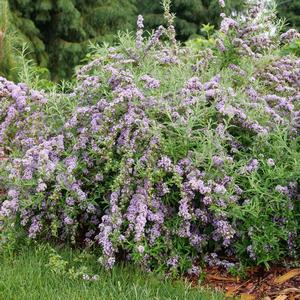 Buddleia alternifolia Mop Top&reg;