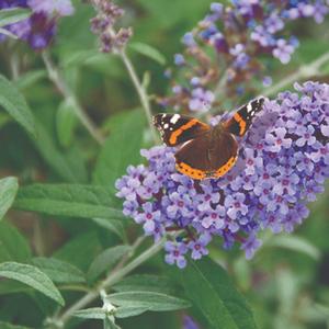 Buddleia davidii Buzz&reg; Lavender