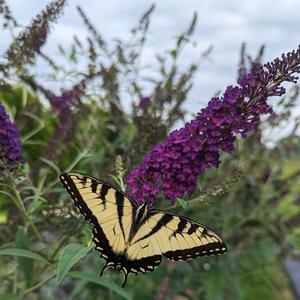 Buddleia Darkest Night&reg;