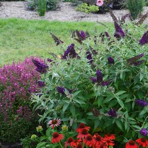 Buddleia davidii Monarch&reg; Dark Dynasty