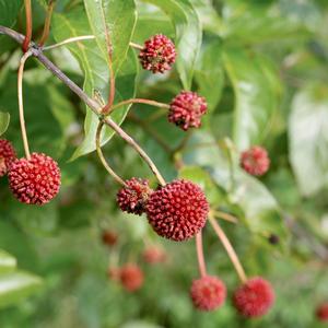 Cephalanthus occidentalis Sugar Shack&reg;