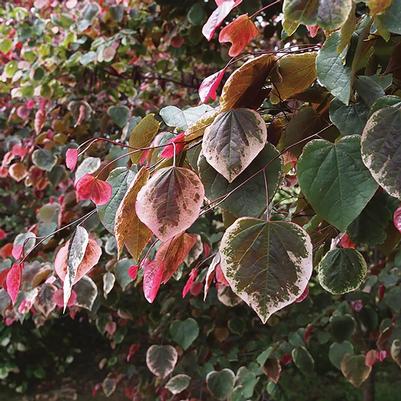 Cercis canadensis NCCC1
