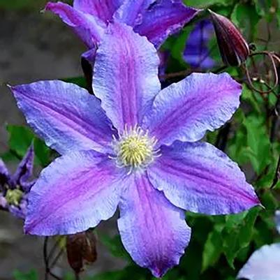 Clematis Vancouver™ Blue Lion