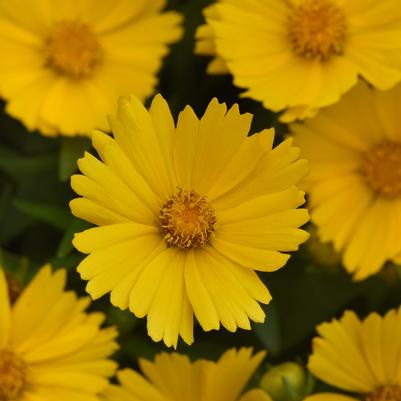 Coreopsis UpTick&trade; Gold
