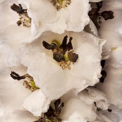 Delphinium elatum Delphina™ White Black Bee