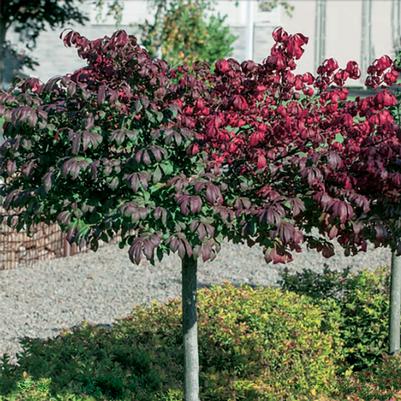 Euonymus alatus Compactus Standard