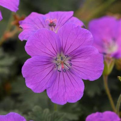 Geranium sanguineum Purple Glow