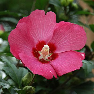 Hibiscus syriacus Woodbridge Standard