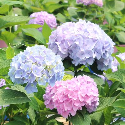 Hydrangea macrophylla Magical® Elizabeth Ashley&trade; Pink