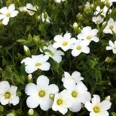 Arenaria montana 